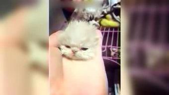 呆妹娱乐吃瓜视频