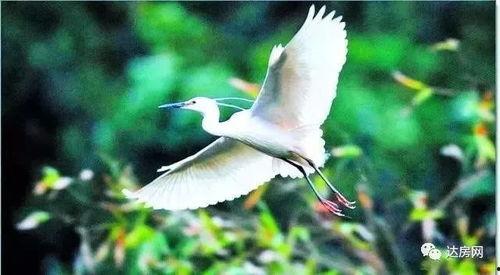 爱豆吃瓜娱乐白鹭,白鹭带你揭秘娱乐圈幕后故事