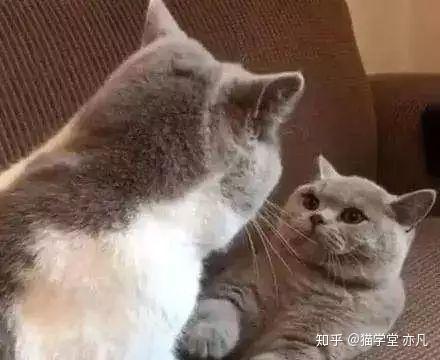 娱乐吃瓜君猫猫生气歌,娱乐吃瓜君带你领略萌宠音乐魅力